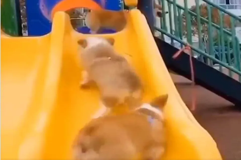 কুকুরের এই মজাদার ভিডিও দেখে হাসতে হাসতে লুটোপুটি খাবেন আপনিও