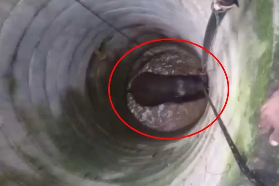 কুয়ো থেকে উদ্ধার হাতির দেহ