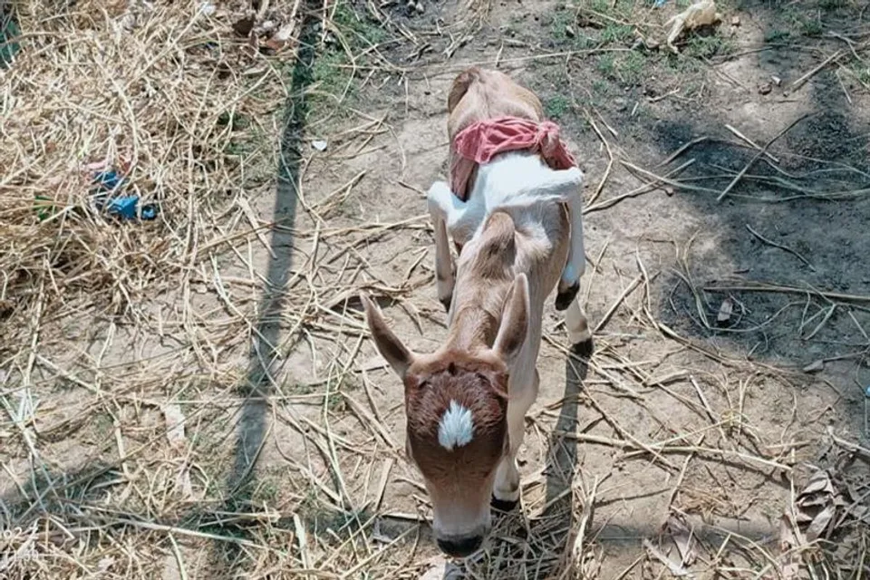 ৬ পা নিয়ে জন্ম নিল একটি গো-শাবক