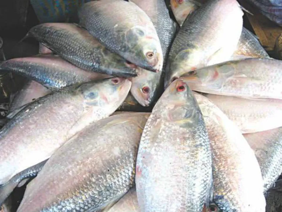 এক সপ্তাহে রেকর্ড পরিমাণ ইলিশ দিঘায়