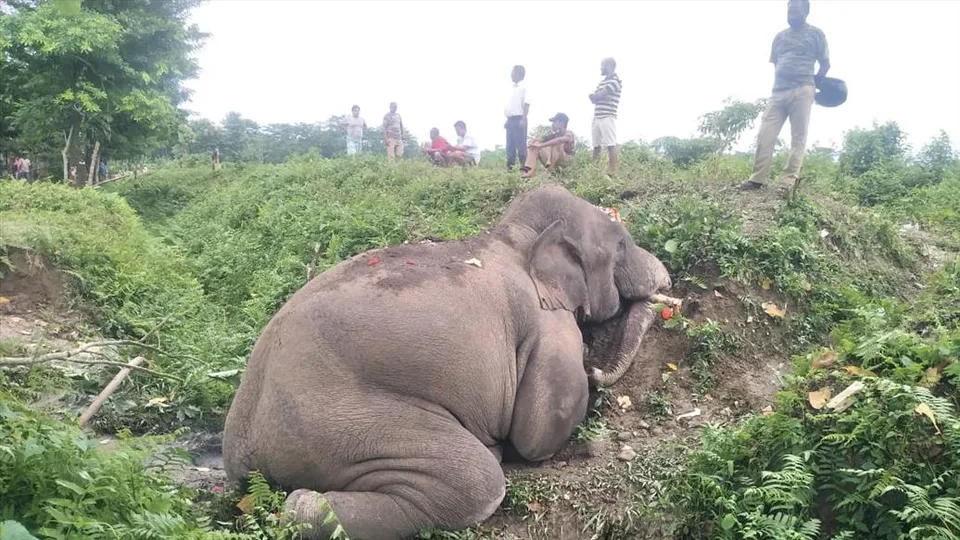 বুনো হাতির অস্বাভাবিক মৃত্যুকে ঘিরে চাঞ্চল্য