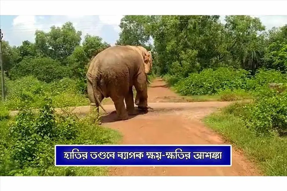 হাতির তাণ্ডবে ব্যাপক ক্ষয় ক্ষতির আশঙ্কা