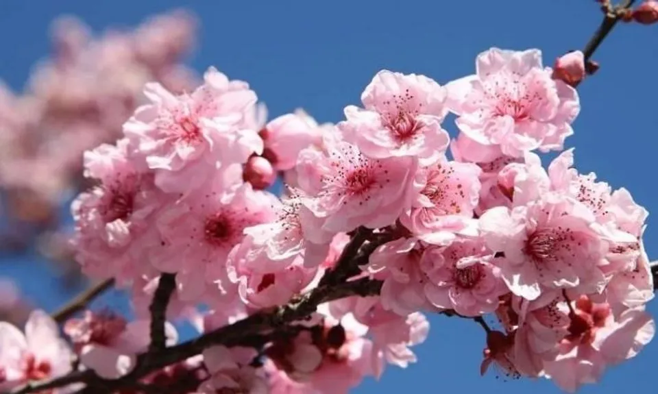 শুরু হচ্ছে বিখ্যাত চেরি ব্লসম উত্‍সব!