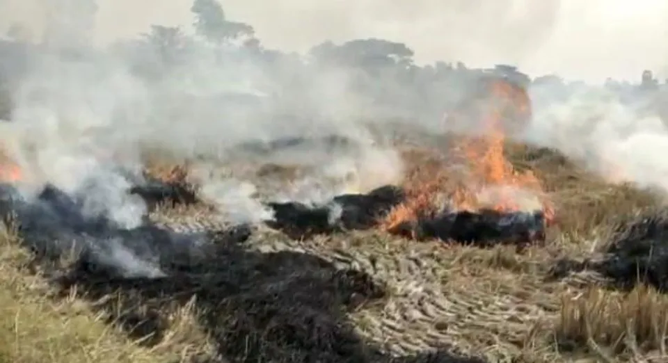 আইনকে বুড়ো আঙুল দেখিয়ে অবাধে চলছে ধানকাটার পর জমিতে 'নাড়া'পোড়ানো