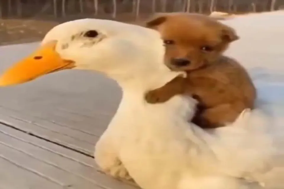 হাঁসের পিঠে চেপে গলা জড়িয়ে আদর করছে কুকুর, মন ভরিয়ে দেবে এই ভিডিও