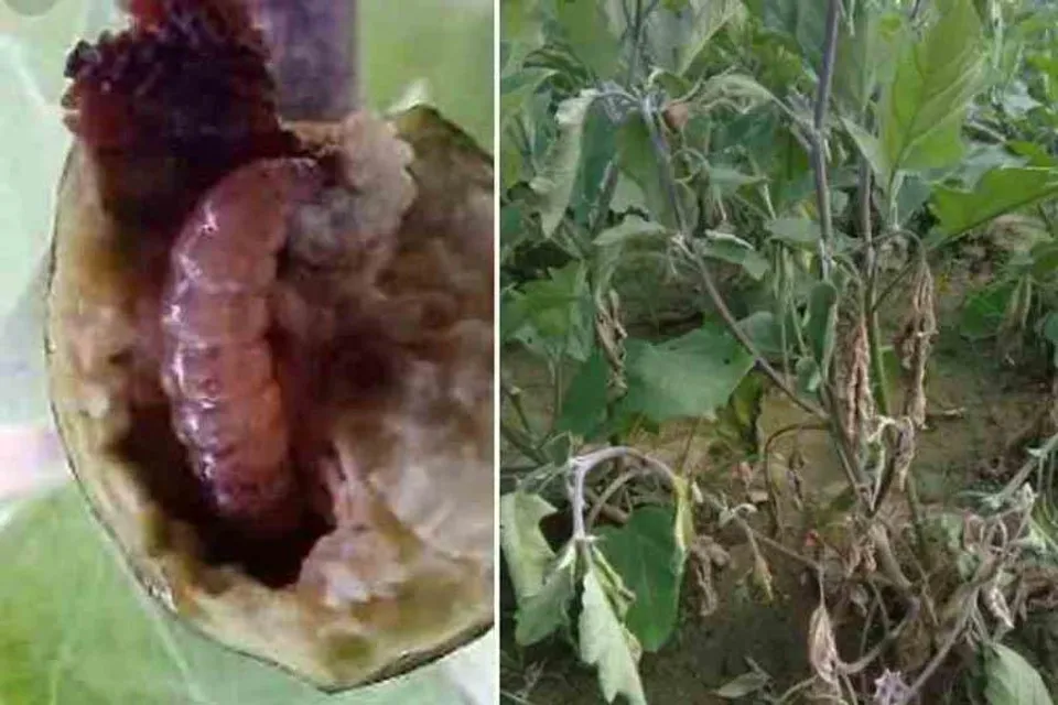 বেগুনের পোকা নির্মূল করতে প্রয়োজনীয় সার