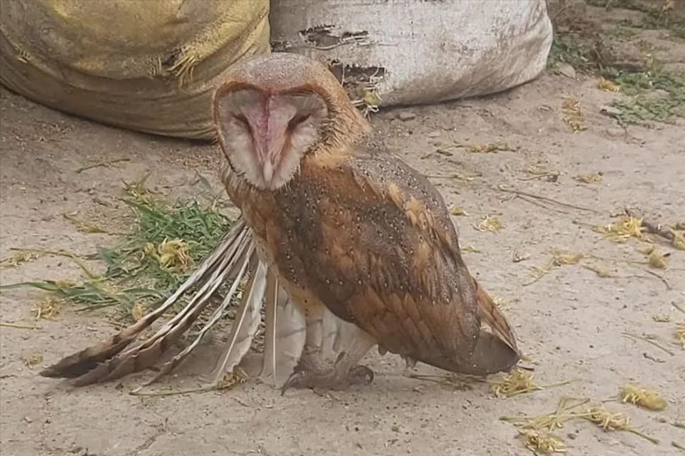 অসুস্থ পেঁচাকে উদ্ধার করে বন দফতরের হাতে তুলে দিলো সিভিক ভলেন্টিয়ার