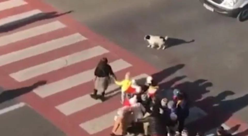 আইন ভাঙলেই চিৎকার, তাড়া ছোট্ট কুপাতার! নতুন ট্রাফিক পুলিশকে দেখে তারিফের বন্যা