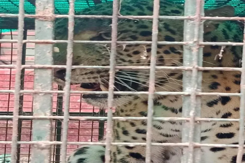 চিতাবাঘ উদ্ধার বন দফতরের