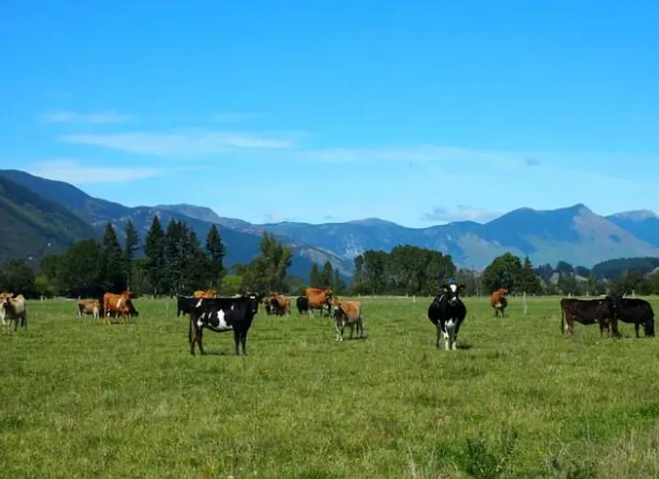 গরুর বায়ু নিঃসরণের ওপর কর বসানোর প্রস্তাব নিউজিল্যান্ড সরকারের