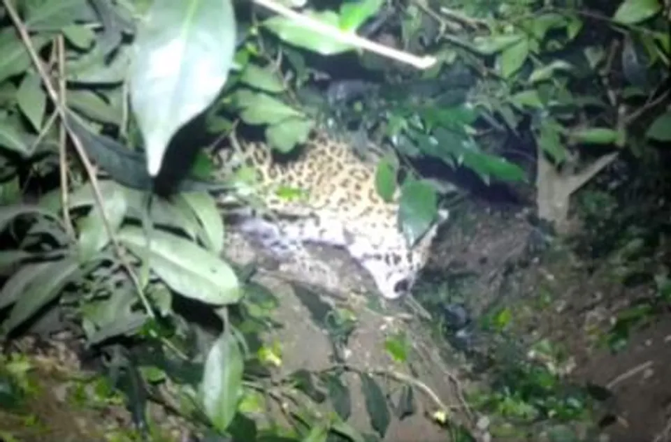 বাগডোগরায় চিতাবাঘের শাবকদের ছেড়ে দেওয়া হয়েছে