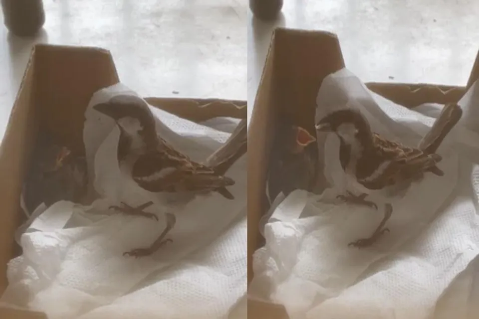 "মা যে মাই হয়", দেখুন ভিডিও