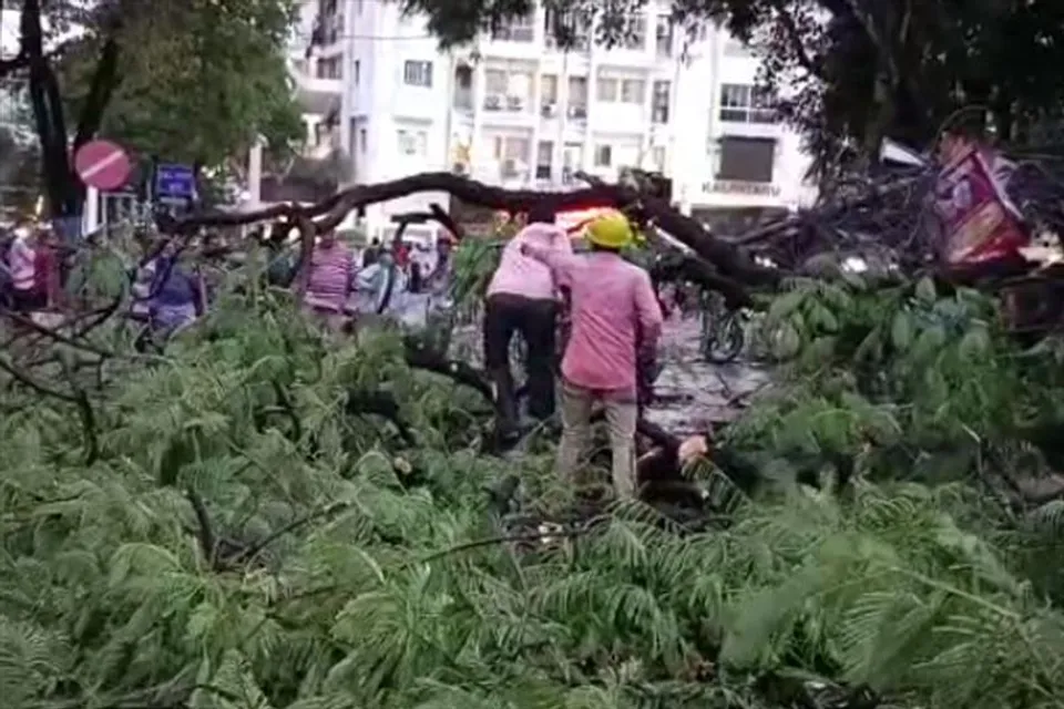 গাছ পড়ে ব্যস্ত রাস্তায় বন্ধ যান চলাচল