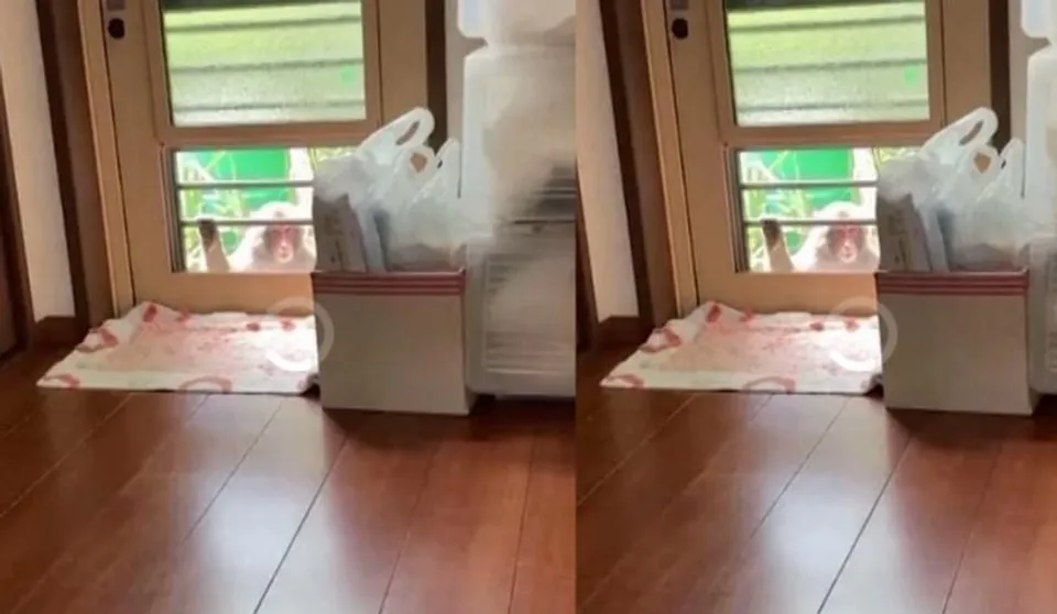 বাঁদরের আচমকা আক্রমণে সন্ত্রস্ত দক্ষিণ-পশ্চিম জাপানের এলাকাবাসী