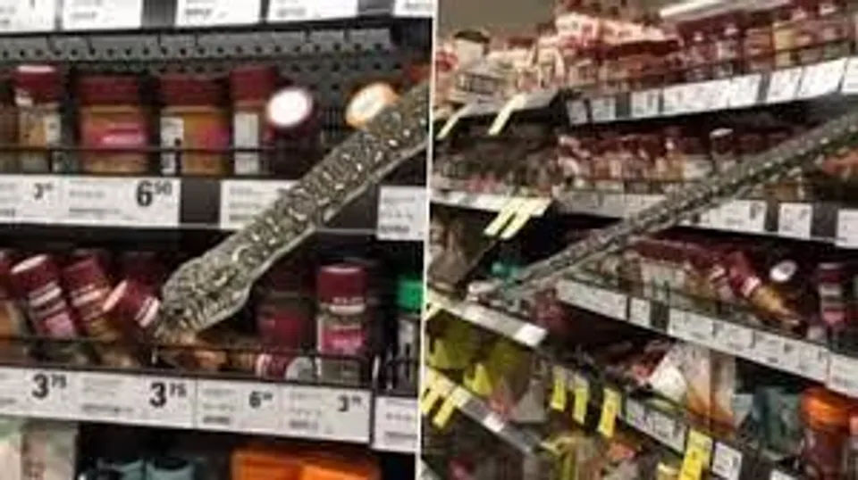 সিডনির সুপার মার্কেটে অজগর!