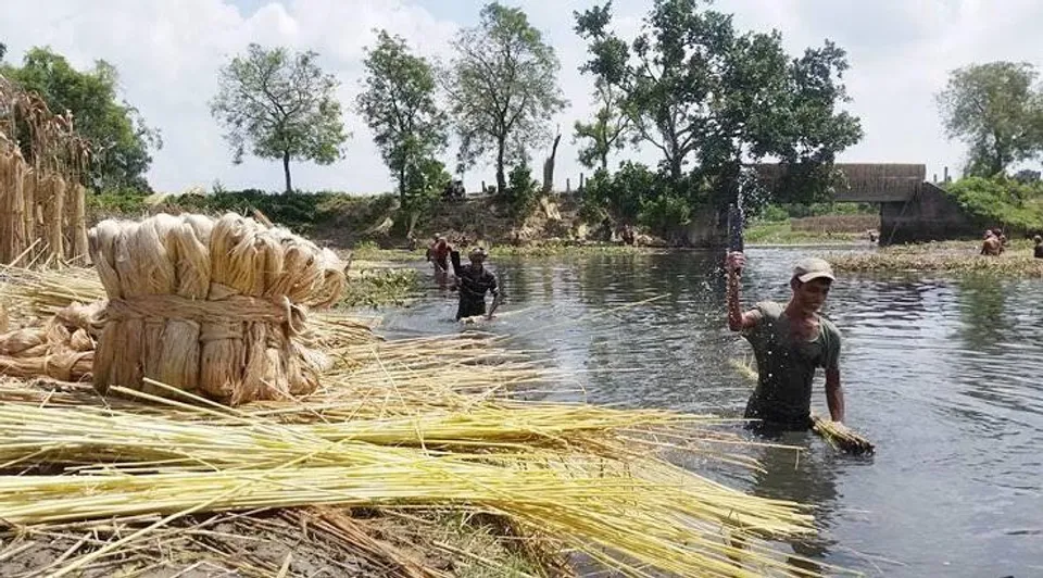 পাট চাষীদের জন্য বিশেষ উদ্যোগ কৃষি দপ্তরের