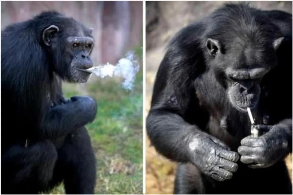 দিনে প্রায় ৪০টি সিগারেট, মানুষকেও হার মানাল এই শিম্পাঞ্জি