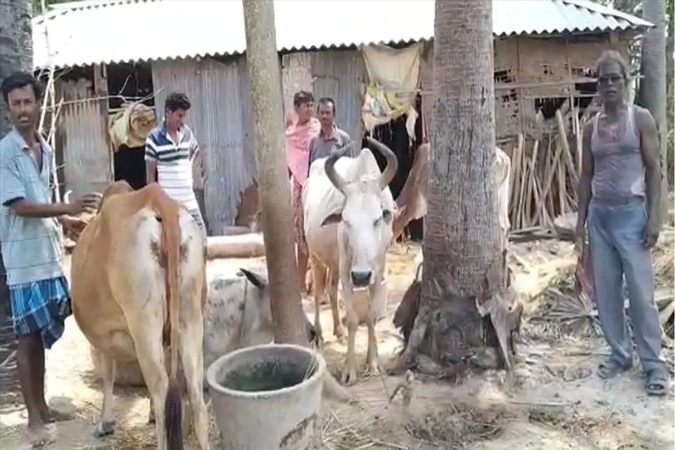 গরু চুরির ঘটনায় পুলিশি তৎপরতা