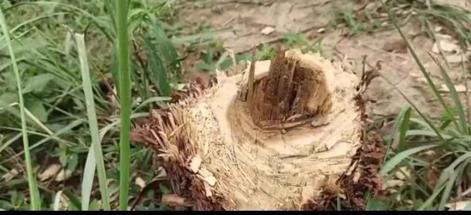 মাটির সৃষ্টি প্রকল্পে লাগানো  ৫ হাজার গাছ চুরির ঘটনায় চাঞ্চল্য