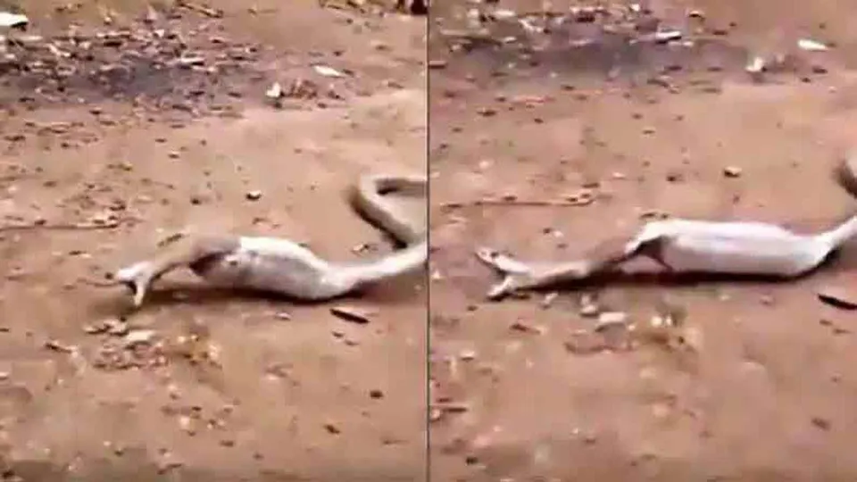 কেউটের হাঁসফাঁস অবস্থা, দেখুন কি হল তারপর...