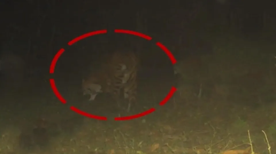 বক্সায় আপাতত বন্ধ জঙ্গল সাফারি