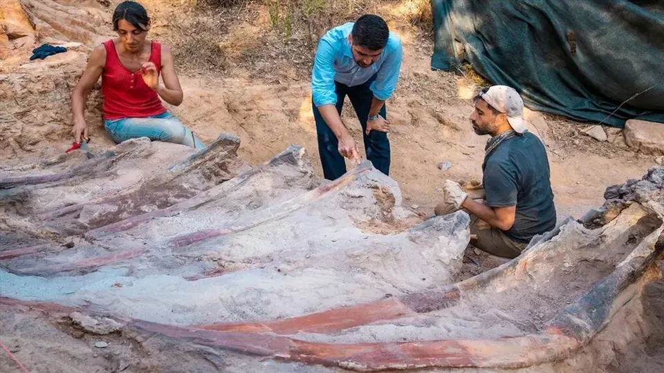 বাড়ির উঠোনে ৮২ ফুট লম্বা ডাইনোসরের কঙ্কাল!