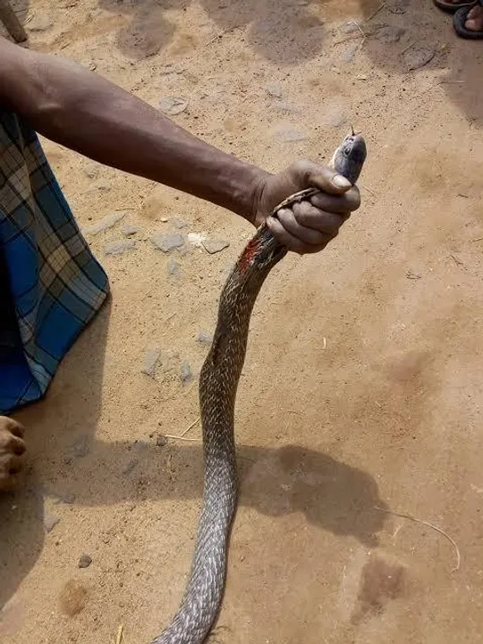 বিষধর সাপের তিনবার ছোবল খেল এক যুবক