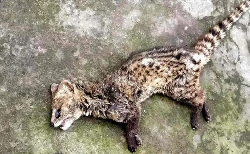 ফের বাঘরোলের মৃত্যুতে চাঞ্চল্য এলাকায়