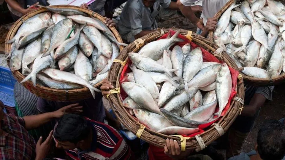 জোগান কম ইলিশের