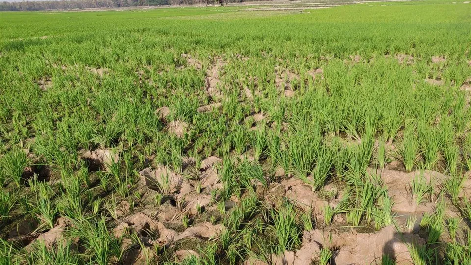 মেদিনীপুর সদরে হাতির হানায় তছনছ জমির ফসল