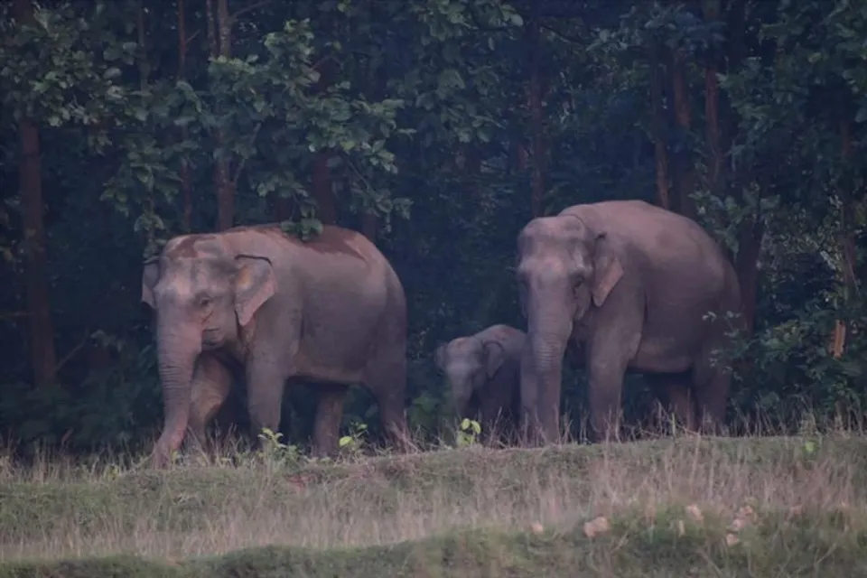 পরবের দিনেও হাতি তাণ্ডবের আশঙ্কা
