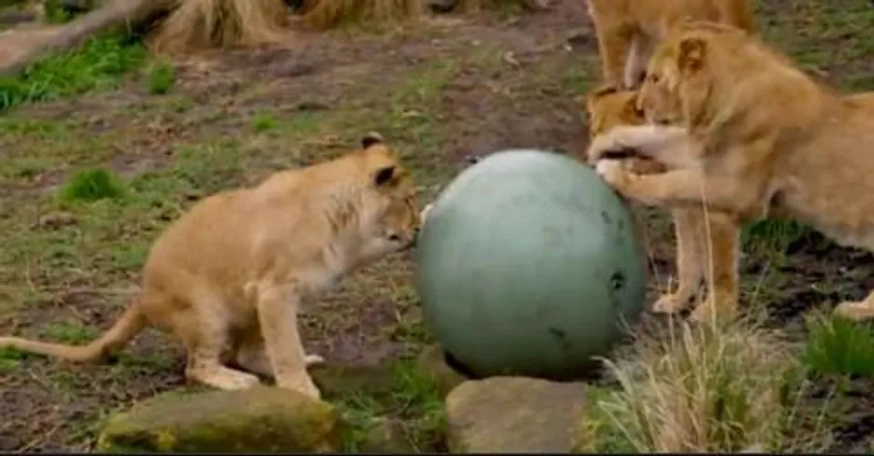 সিডনির চিড়িয়াখানা থেকে বেরিয়ে পড়ল ৫টি সিংহ