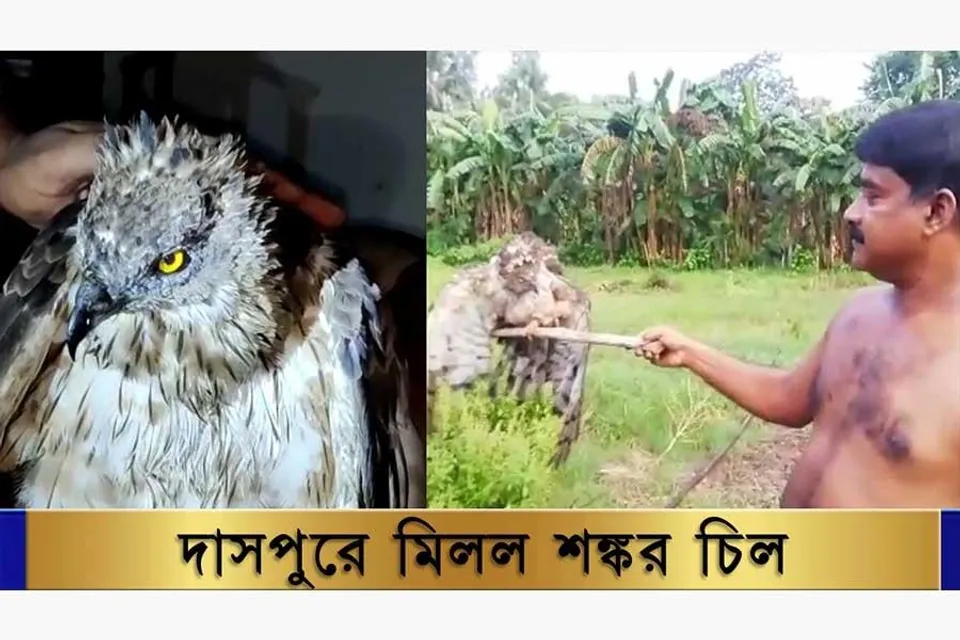 দাসপুরে মিললো শঙ্কর চিল