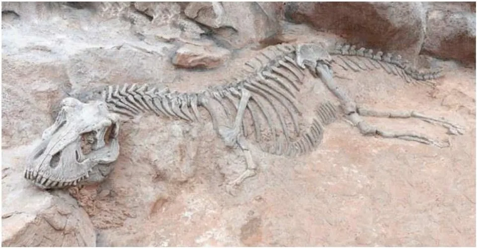 বাংলাদেশে উদ্ধার ৭ কোটি বছরের ডাইনোসরের ফসিল