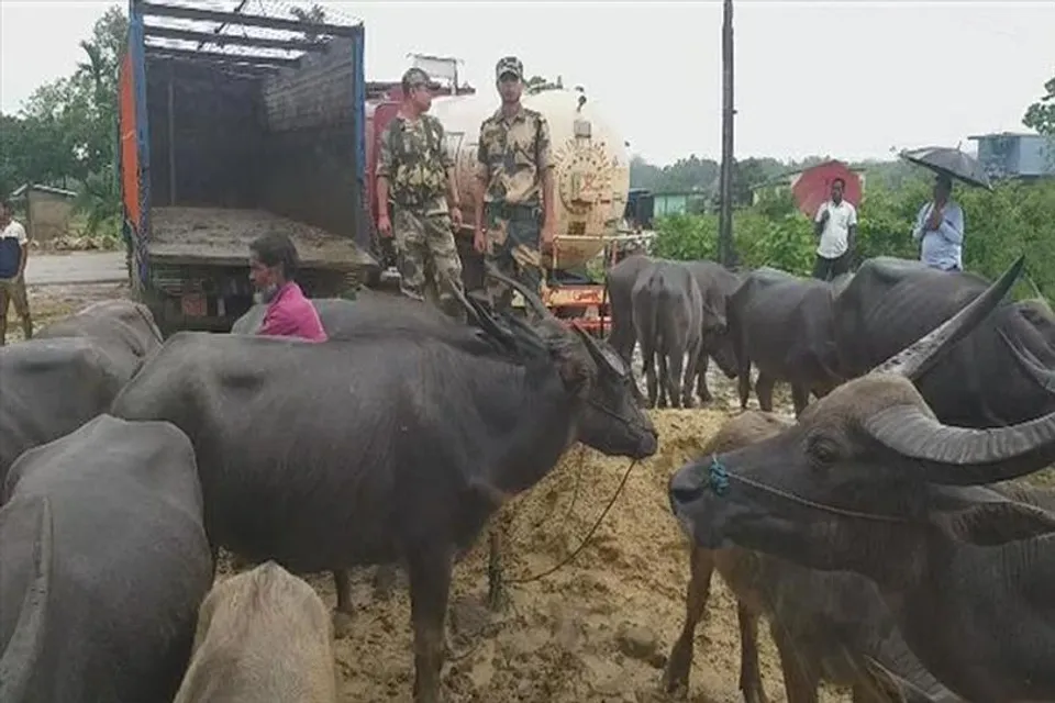 গবাদি পশু পাচার রুখল বিএসএফ