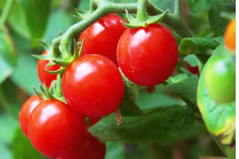 টমেটো চাষ করুন সহজে