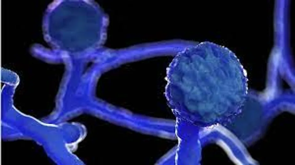 রাজ্যে বাড়ছে ব্ল্যাক ফাঙ্গাসের সংক্রমণ