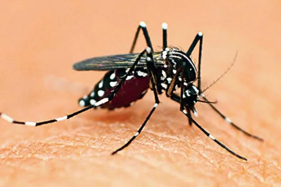 চিন্তা  বাড়াচ্ছে ডেঙ্গু