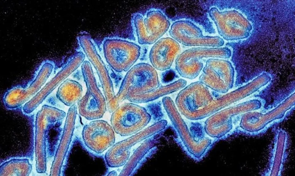 নতুন আতঙ্ক মারবার্গ ভাইরাস, ঘানায় ২ জনের মৃত্যু