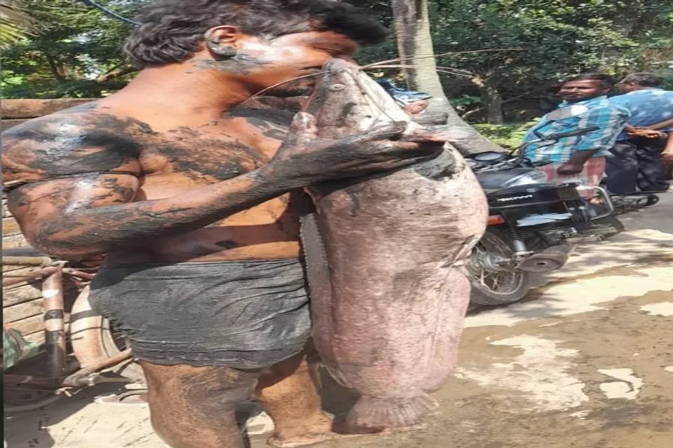 পুকুরে জাল ফেলতেই উঠে এল বিশালাকার মাগুর মাছ