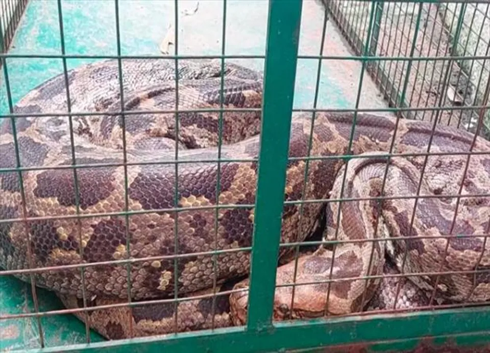 গুজরাতের ভাদোদরা থেকে উদ্ধার ১০ ফুটের পাইথন