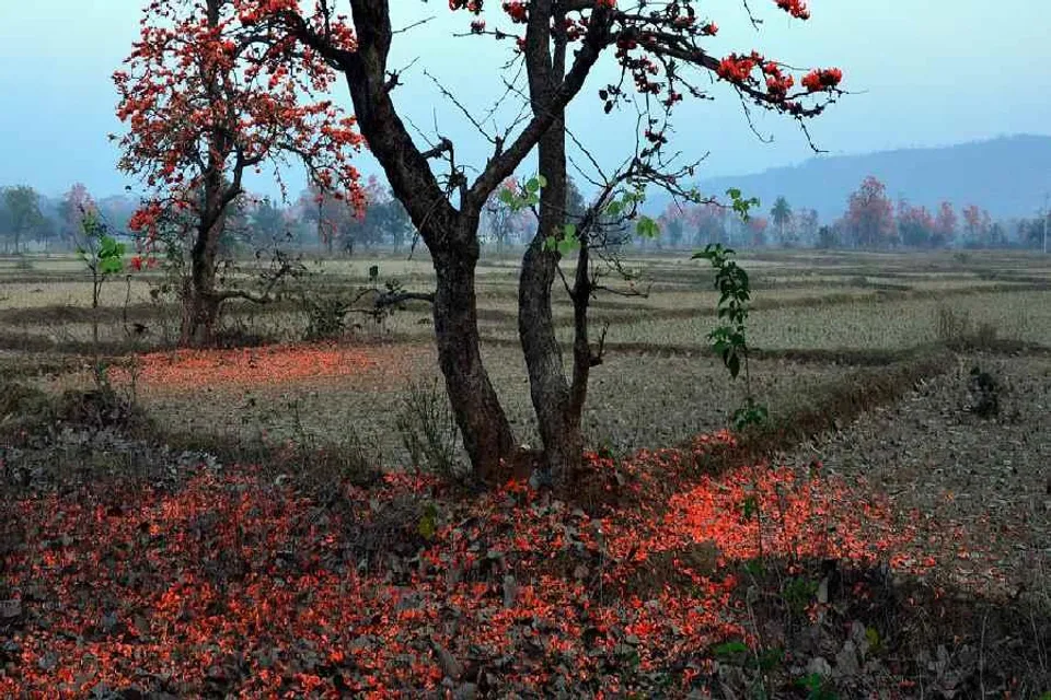 কলকাতার বাইরের জেলাগুলিতে শীত বিরাজমান