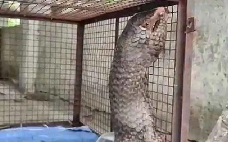 সিকিম থেকে নেপালে পাচার হচ্ছিল প্যাঙ্গোলিন, গ্রেফতার ২ পাচারকারী