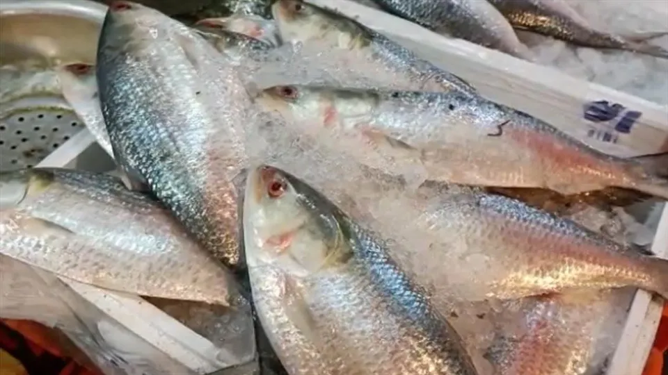 বর্ষায় মৎস্য চাষীদের জালে উঠলো প্রচুর ইলিশ