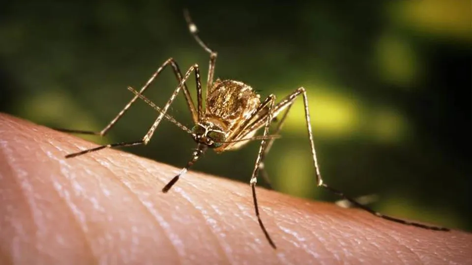 আসামে জাপানিজ এনসেফালাইটিসের বলি ৩৮ জন