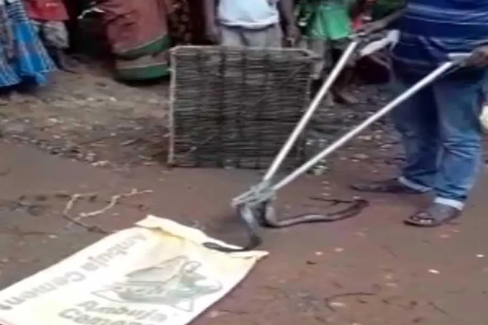 মাছ ধরার ঘুনিতে আটকে বিষধর সাপ