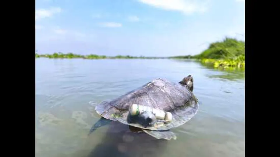 Namami Gange Mission Revives Red-Crowned Roofed Turtle Population in Ganga After Three Decades