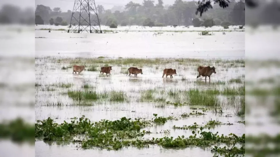 Kaziranga Flood Update: 97 Rescued, 130 Animals Lost