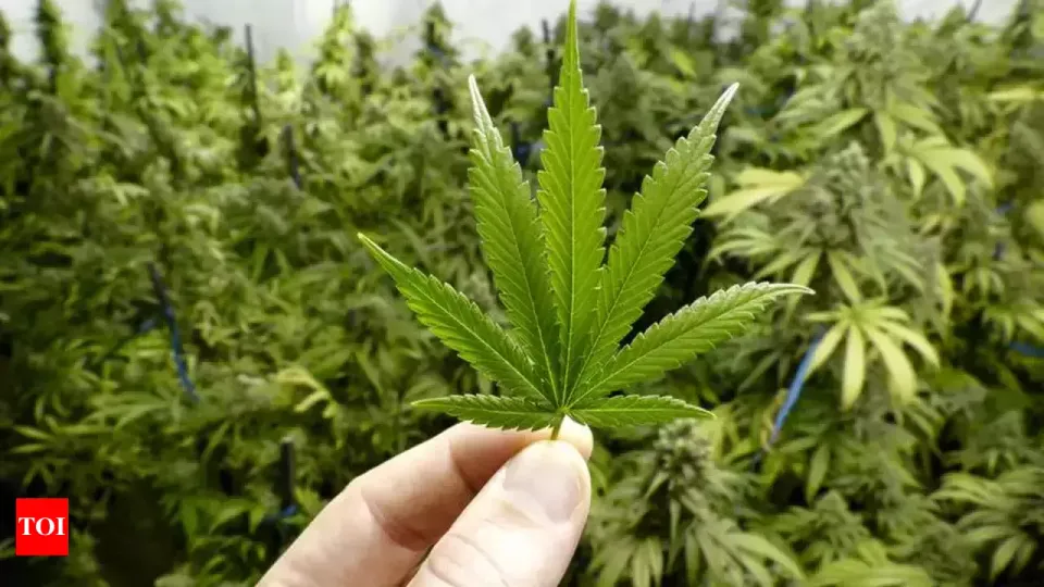ganja