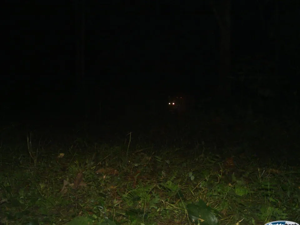 Royal bengal tiger at Buxa Tiger Reserve